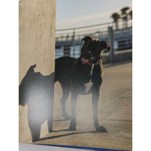 Tails Of The Sun Coast Dog Tog Pet Photography Book - Picture 14 of 16